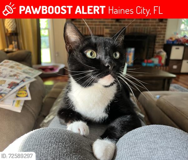 Lost Male Cat last seen Eaglecrest drive, Haines City, FL 33844