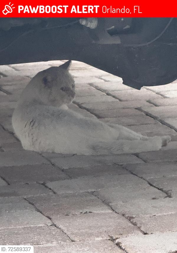 Lost Unknown Cat last seen Fieldstream West, Orlando, FL 32825