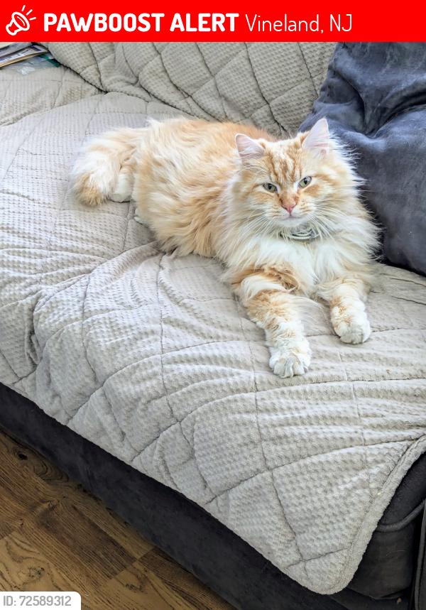 Lost Male Cat last seen West Ave/Summit St, Vineland, NJ 08360