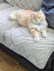 Lost Male Cat last seen West Ave/Summit St, Vineland, NJ 08360
