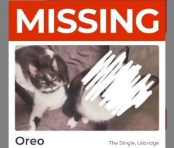 Lost Female Cat last seen The dingle, Greater London, England UB10