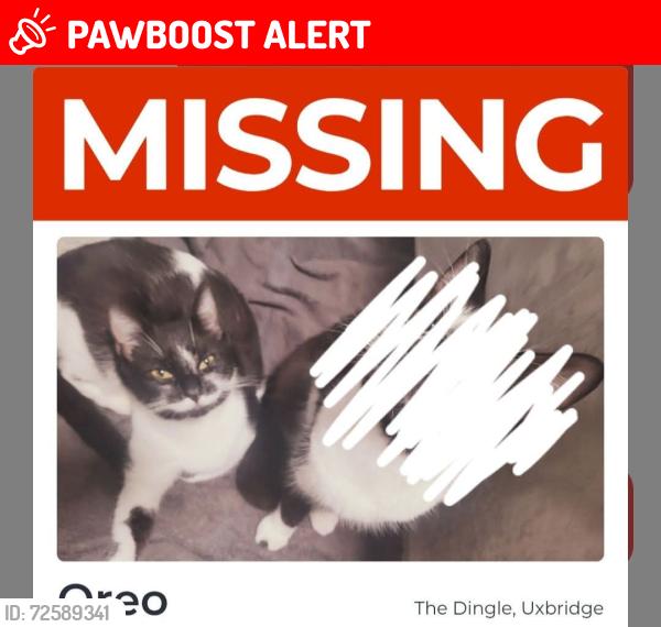 Lost Female Cat last seen The dingle, Greater London, England UB10