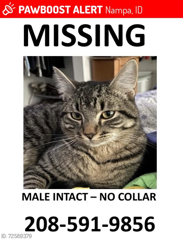 Lost Male Cat last seen Willow, Nampa, ID 83651