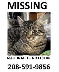 Lost Male Cat last seen Willow, Nampa, ID 83651