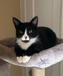 Lost Female Cat last seen Clarendon St, between Preston St and Douglas St, near Maple Ave, Hartford, CT 06114, Hartford, CT 06114