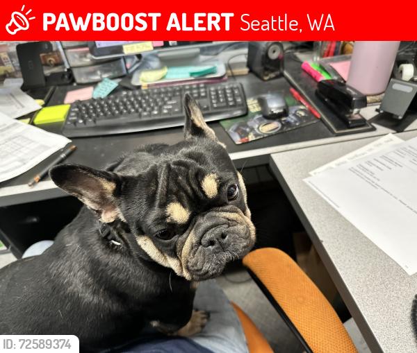 Lost Female Dog last seen 85th and Aurora, Seattle, WA 98103