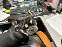 Lost Female Dog last seen 85th and Aurora, Seattle, WA 98103