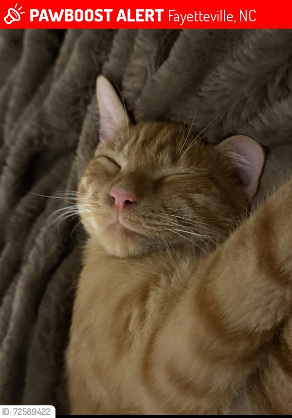 Lost Male Cat last seen Coathill & Broadmoor Drive , Fayetteville, NC 28314