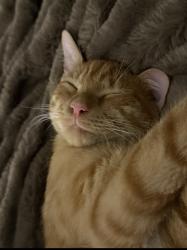 Lost Male Cat last seen Coathill & Broadmoor Drive , Fayetteville, NC 28314