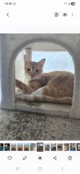 Lost Female Cat last seen Birchway apmts Kuykendahl and Spring Cypress, Houston, TX 77379