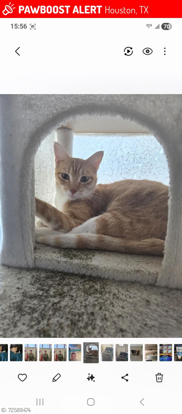 Lost Female Cat last seen Birchway apmts Kuykendahl and Spring Cypress, Houston, TX 77379