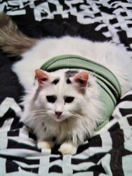 Lost Male Cat last seen Cape Story by The Sea, Virginia Beach, VA 23451