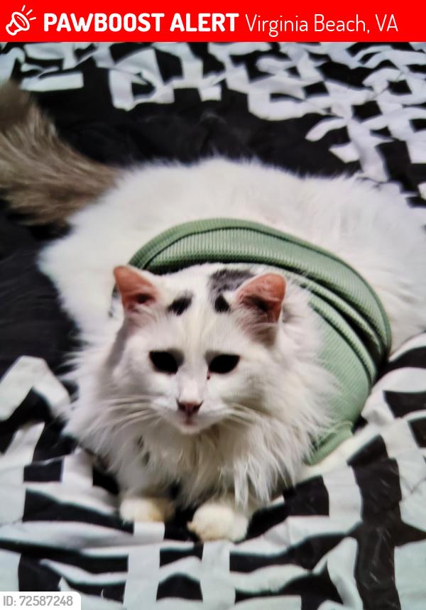 Lost Male Cat last seen Cape Story by The Sea, Virginia Beach, VA 23451