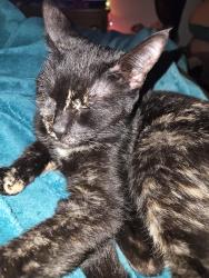 Lost Female Cat last seen Ruby junction/ E 197th ave , Gresham, OR 97233