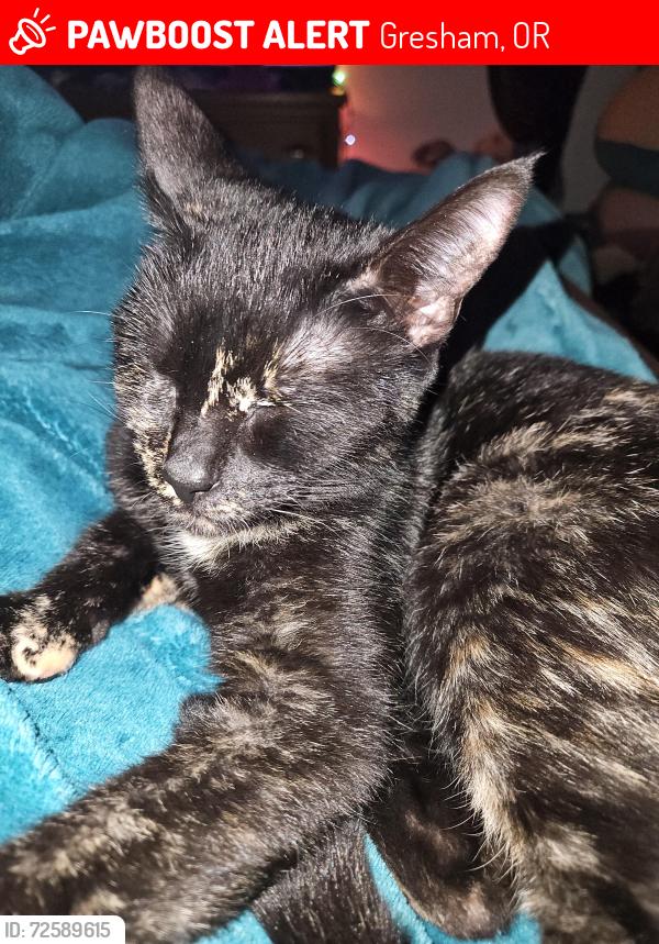 Lost Female Cat last seen Ruby junction/ E 197th ave , Gresham, OR 97233