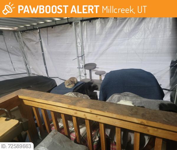 Found/Stray Unknown Cat last seen Millcreek, Millcreek, UT 84106