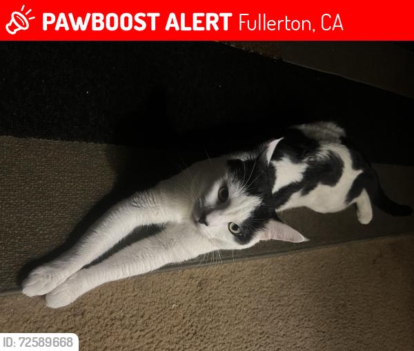 Lost Male Cat last seen S Orange Ave W Baker Ave, 7-11, Fullerton, CA 92833