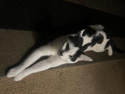 Lost Male Cat last seen S Orange Ave W Baker Ave, 7-11, Fullerton, CA 92833