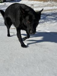 Lost Female Dog last seen David’s market , North Wilkesboro, NC 28659