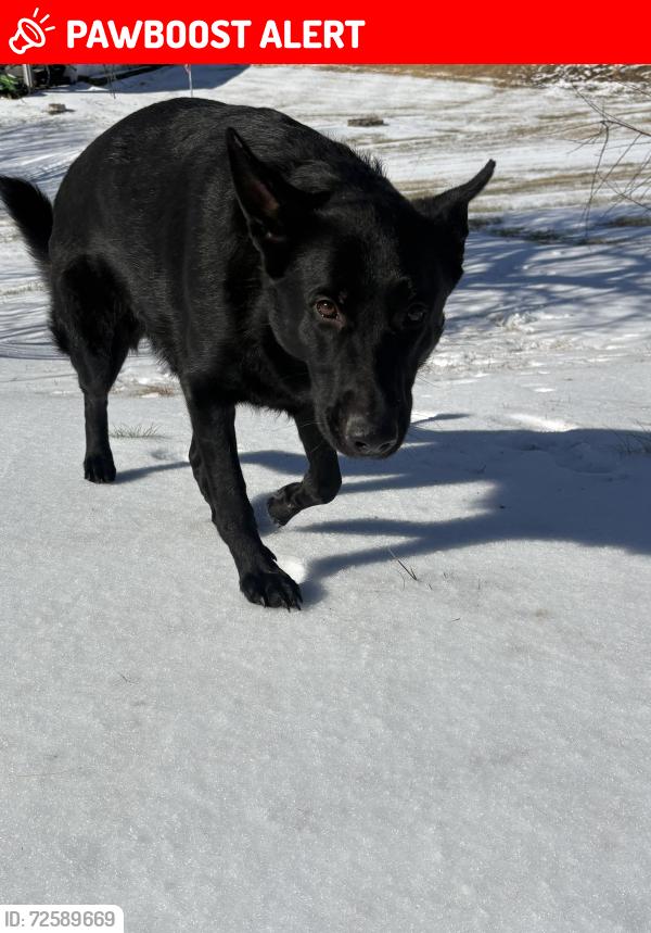 Lost Female Dog last seen David’s market , North Wilkesboro, NC 28659
