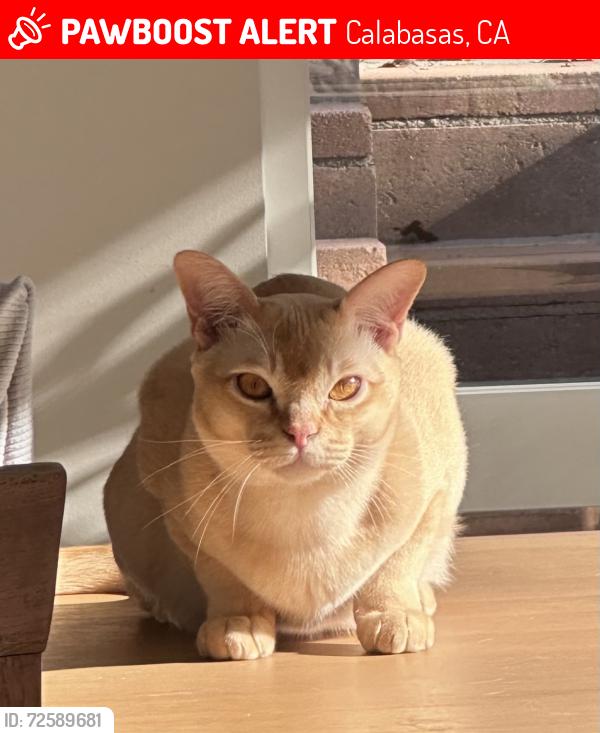 Lost Male Cat last seen Magna Carta, Calabasas, CA 91302