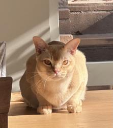 Lost Male Cat last seen Magna Carta, Calabasas, CA 91302