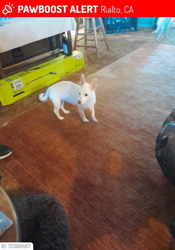 Lost Female Dog last seen primrose & oak glen , Rialto, CA 92376