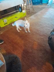 Lost Female Dog last seen primrose & oak glen , Rialto, CA 92376
