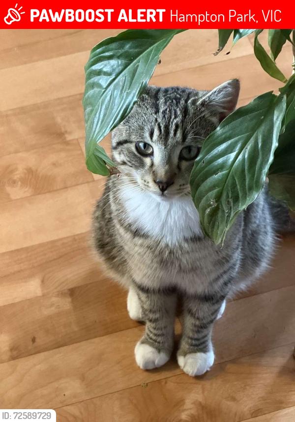 Lost Male Cat last seen Hampton park bowls club, Hampton Park, VIC 3976