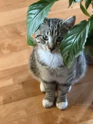 Lost Male Cat last seen Hampton park bowls club, Hampton Park, VIC 3976