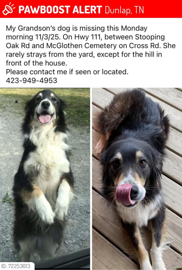 Lost Female Dog last seen Stooping Oak & Cross Road on Hwy 111, Dunlap, TN 37327
