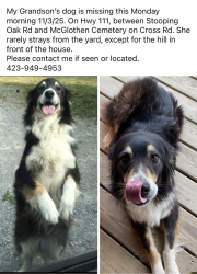 Lost Female Dog last seen Stooping Oak & Cross Road on Hwy 111, Dunlap, TN 37327