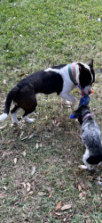 Lost Female Dog last seen Starbucks, Kingsville, TX 78363