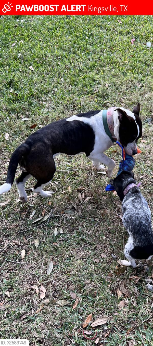 Lost Female Dog last seen Starbucks, Kingsville, TX 78363