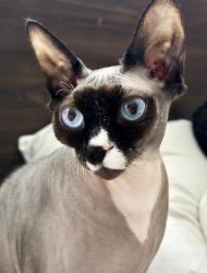 Lost Female Cat last seen Pennwyn Pl, Pennwyn, PA 19607
