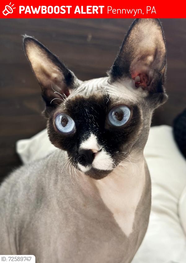 Lost Female Cat last seen Pennwyn Pl, Pennwyn, PA 19607
