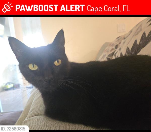 Lost Male Cat last seen Near se 2nd Street cape coral , Cape Coral, FL 33990