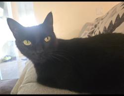 Lost Male Cat last seen Near se 2nd Street cape coral , Cape Coral, FL 33990