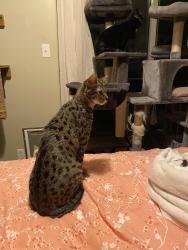 Lost Female Cat last seen Salem dr and Jordan dr, Belton, TX 76513