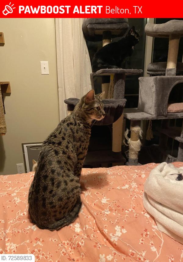 Lost Female Cat last seen Salem dr and Jordan dr, Belton, TX 76513