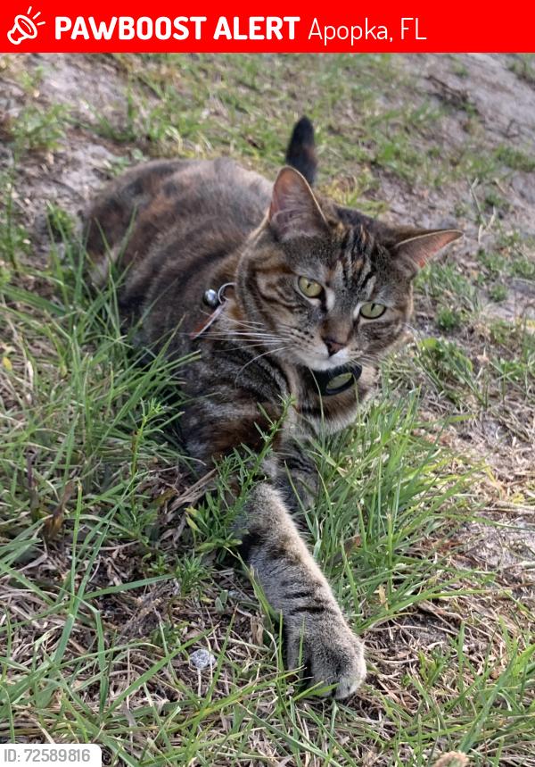 Lost Female Cat last seen Slote dr. Apopka, Apopka, FL 32712