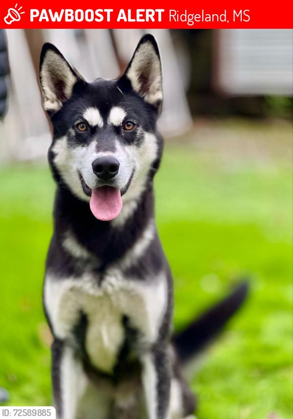 Lost Male Dog last seen Highland colony , Ridgeland, MS 39158
