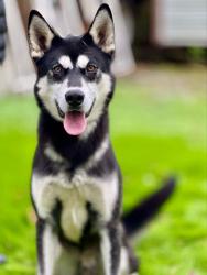 Lost Male Dog last seen Highland colony , Ridgeland, MS 39158