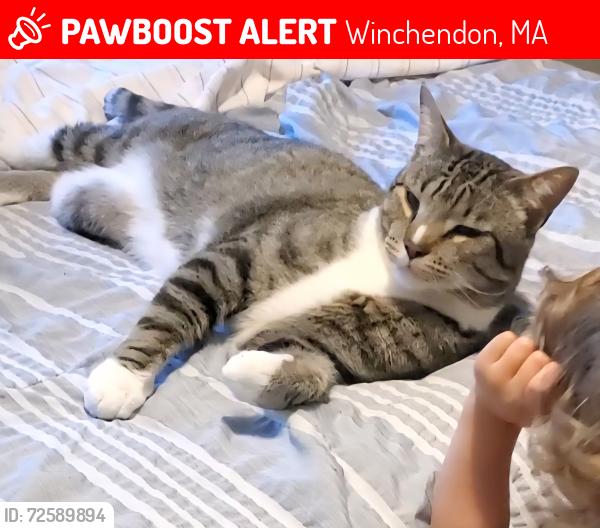 Lost Male Cat last seen Joslin Road Winchendon MA, Winchendon, MA 01475