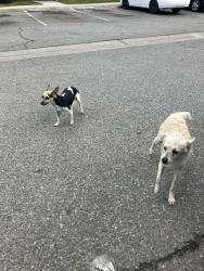 Found/Stray Unknown Dog last seen Fairfax Rd, Bakersfield, CA 93306