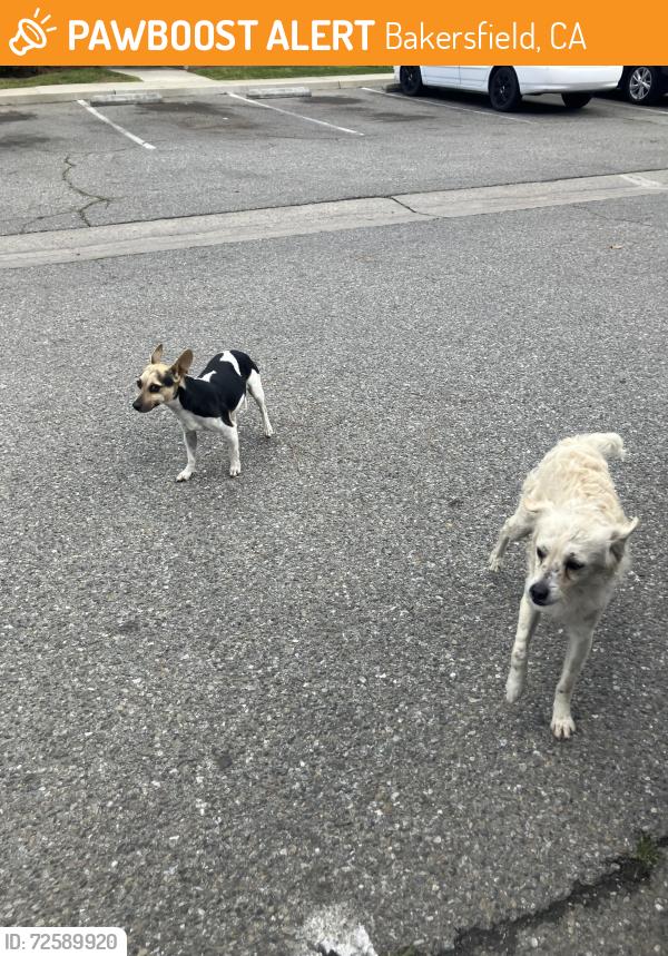 Found/Stray Unknown Dog last seen Fairfax Rd, Bakersfield, CA 93306