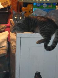 Lost Male Cat last seen kietzke and Gentry , Reno, NV 89502