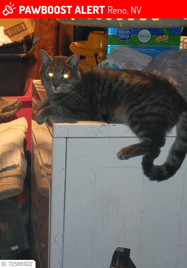Lost Male Cat last seen kietzke and Gentry , Reno, NV 89502