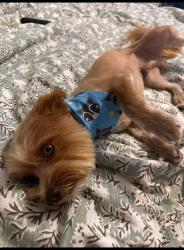 Lost Male Dog last seen Marydale Rd., Laurel County, KY 40741