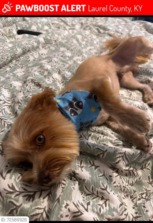 Lost Male Dog last seen Marydale Rd., Laurel County, KY 40741